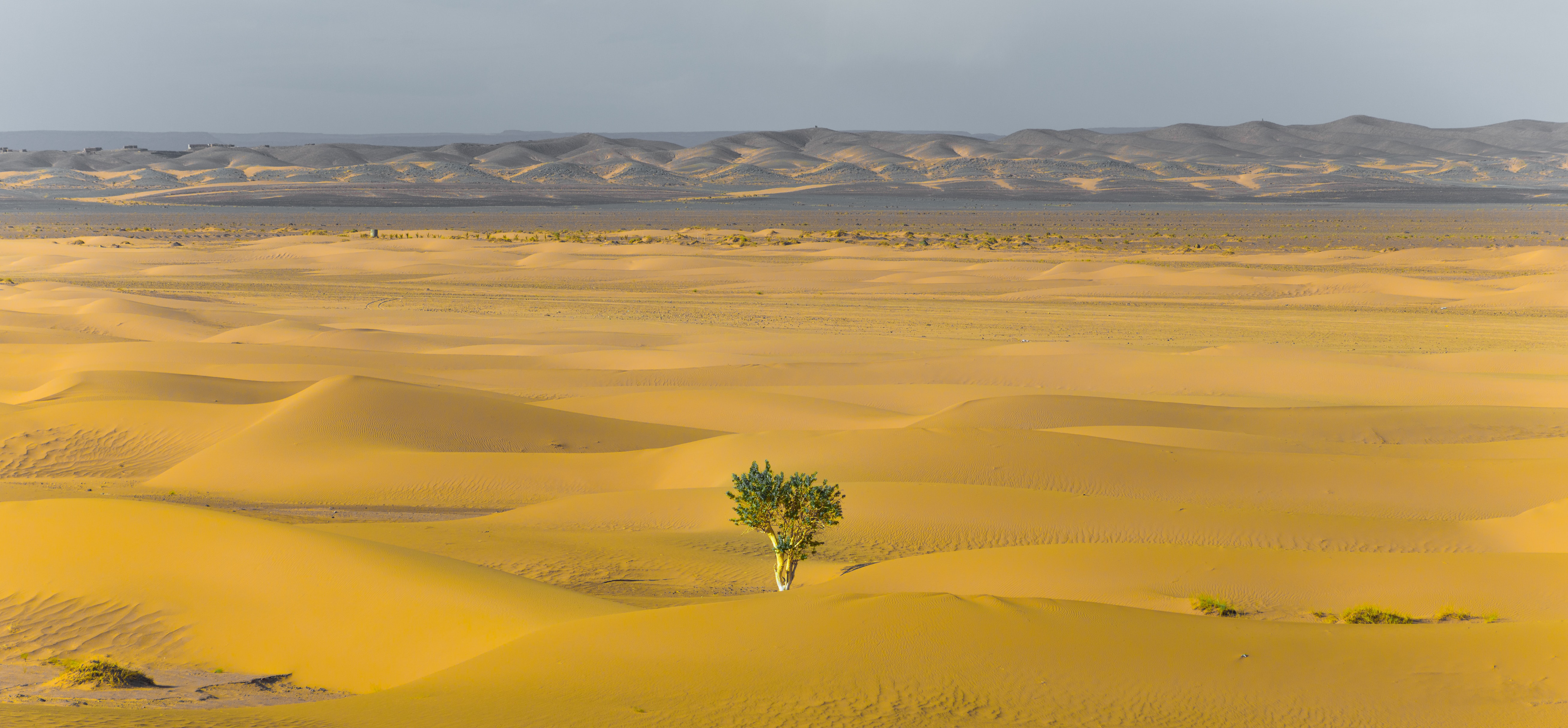 a plant flourishes in the desert