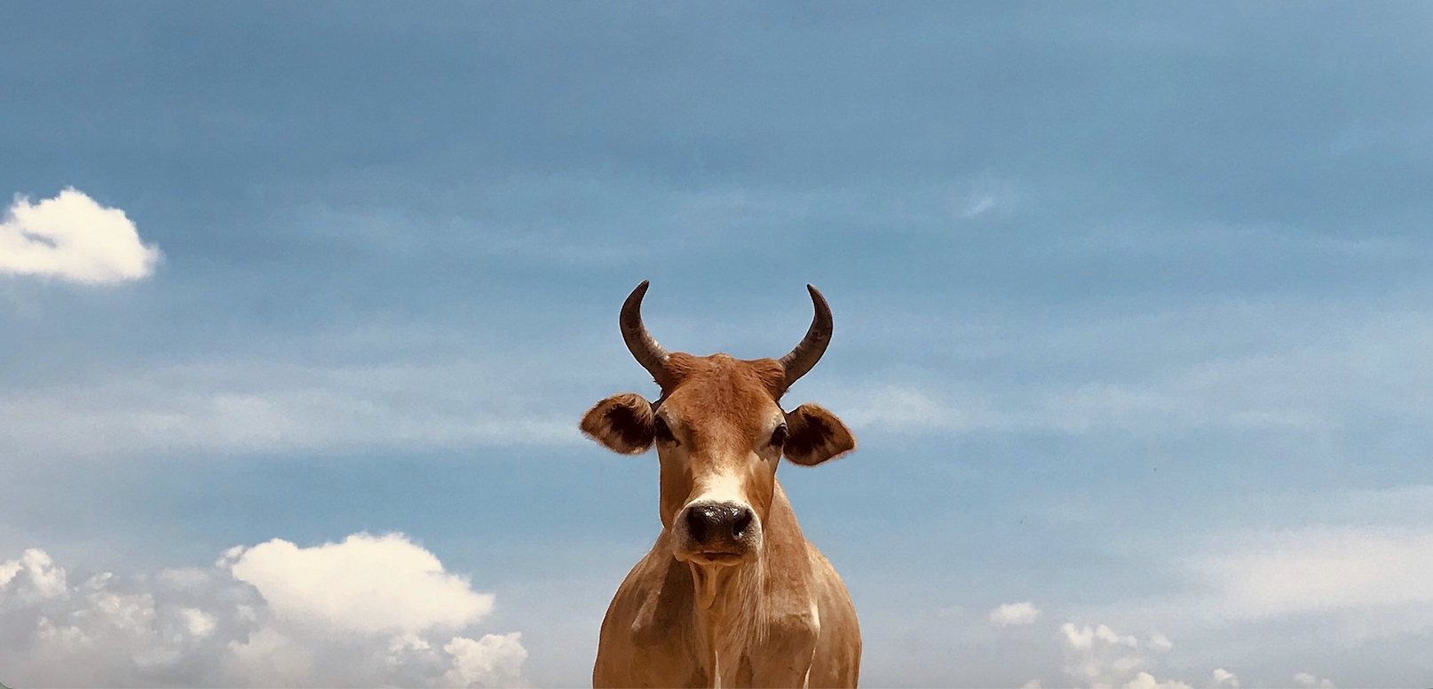 Cow against a blue sky