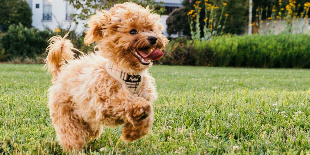 puppy running across a field