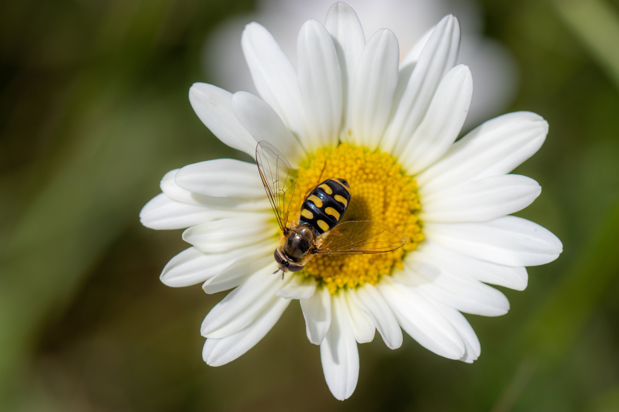 a honeybee pollinating a daisy flower