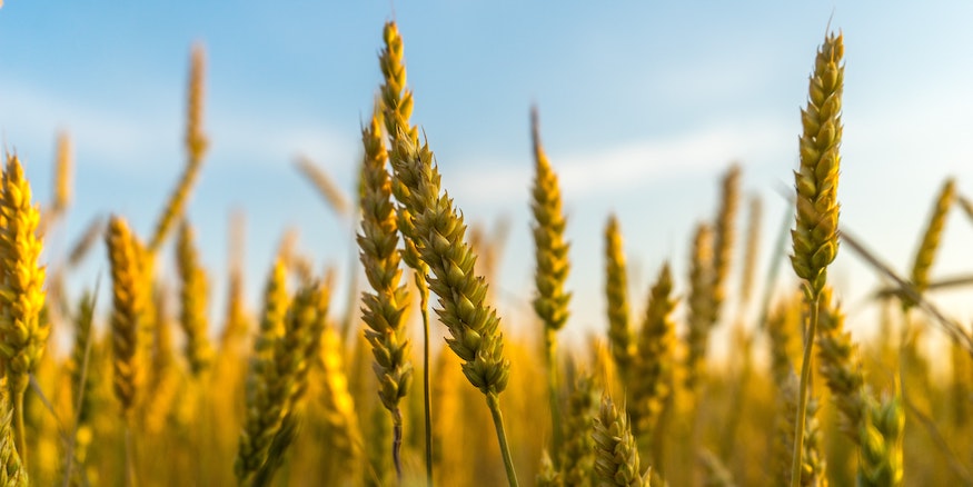 a closeup of cereal crops