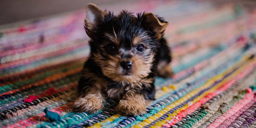 a puppy lying on a rug looking at the camera