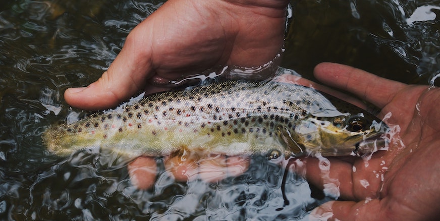 a trout is carefully picked out of the water using both hands