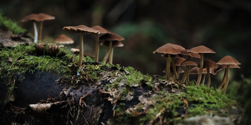 mushrooms growing on a tree trunk
