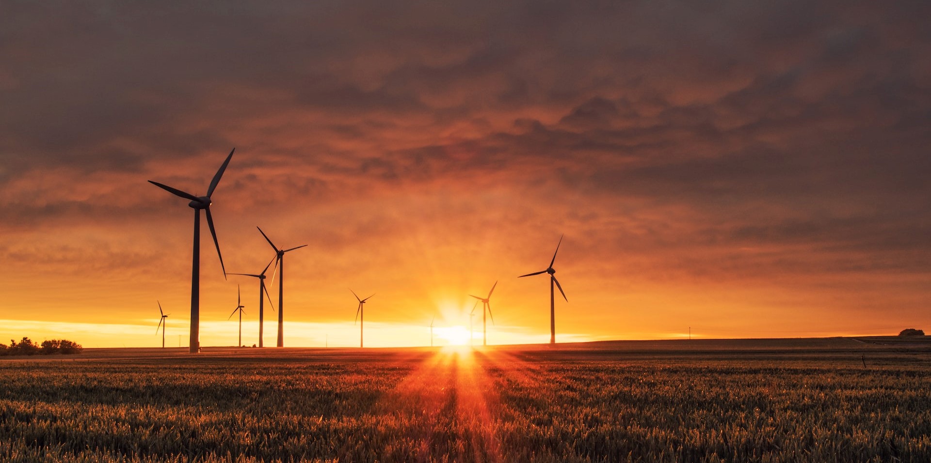 Wind turbines in a cornfield at sunset