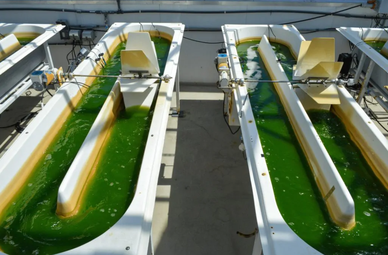 Algae oil vessels in Viridos facility