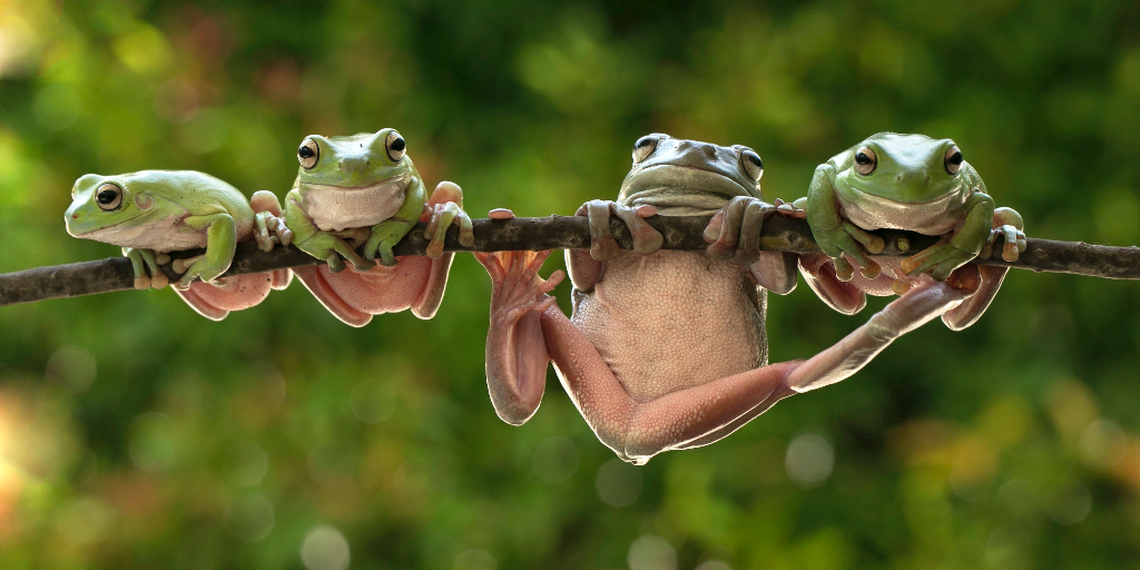 four frogs hanging off a branch 