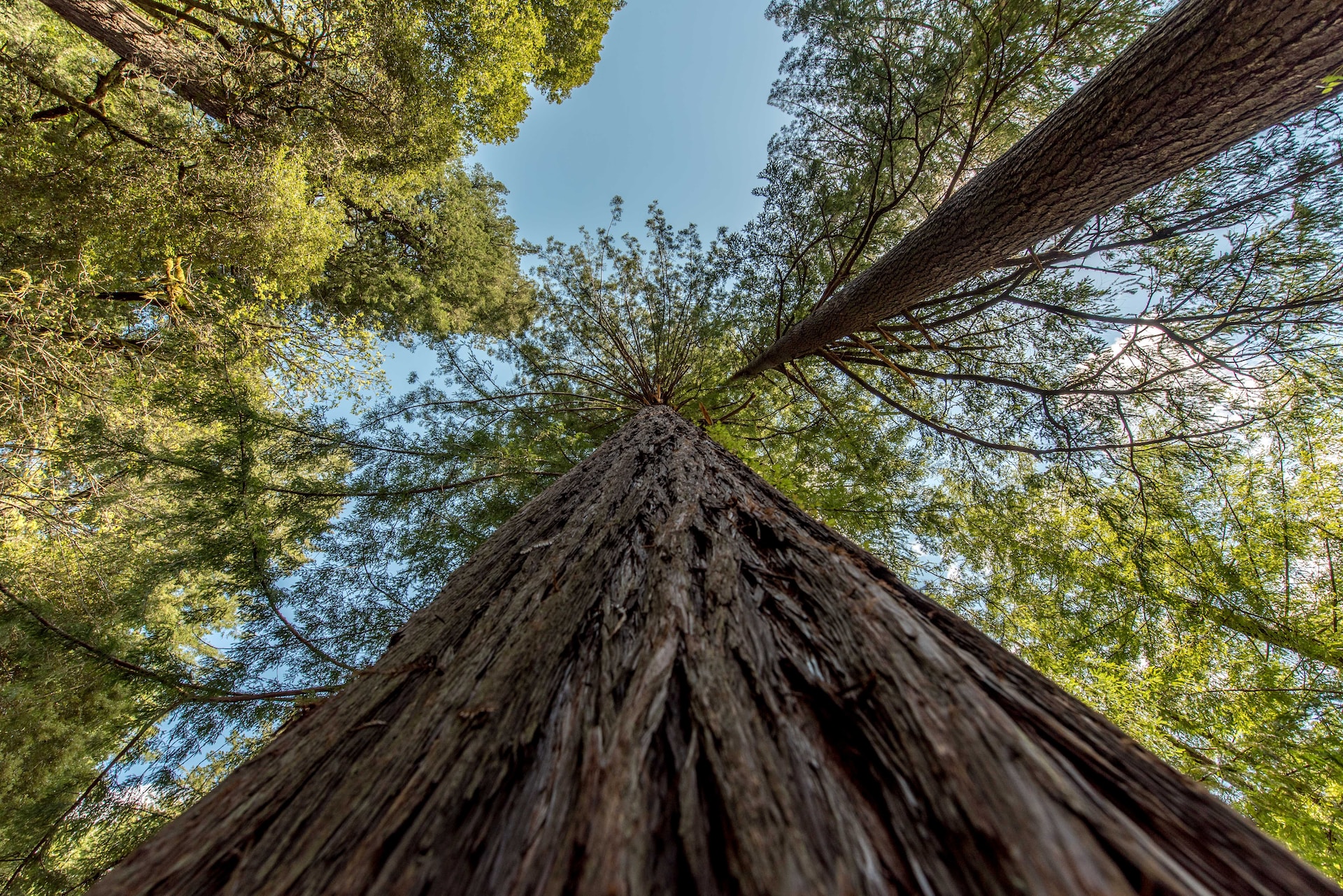 View of the top of a redwood tree from the bottom