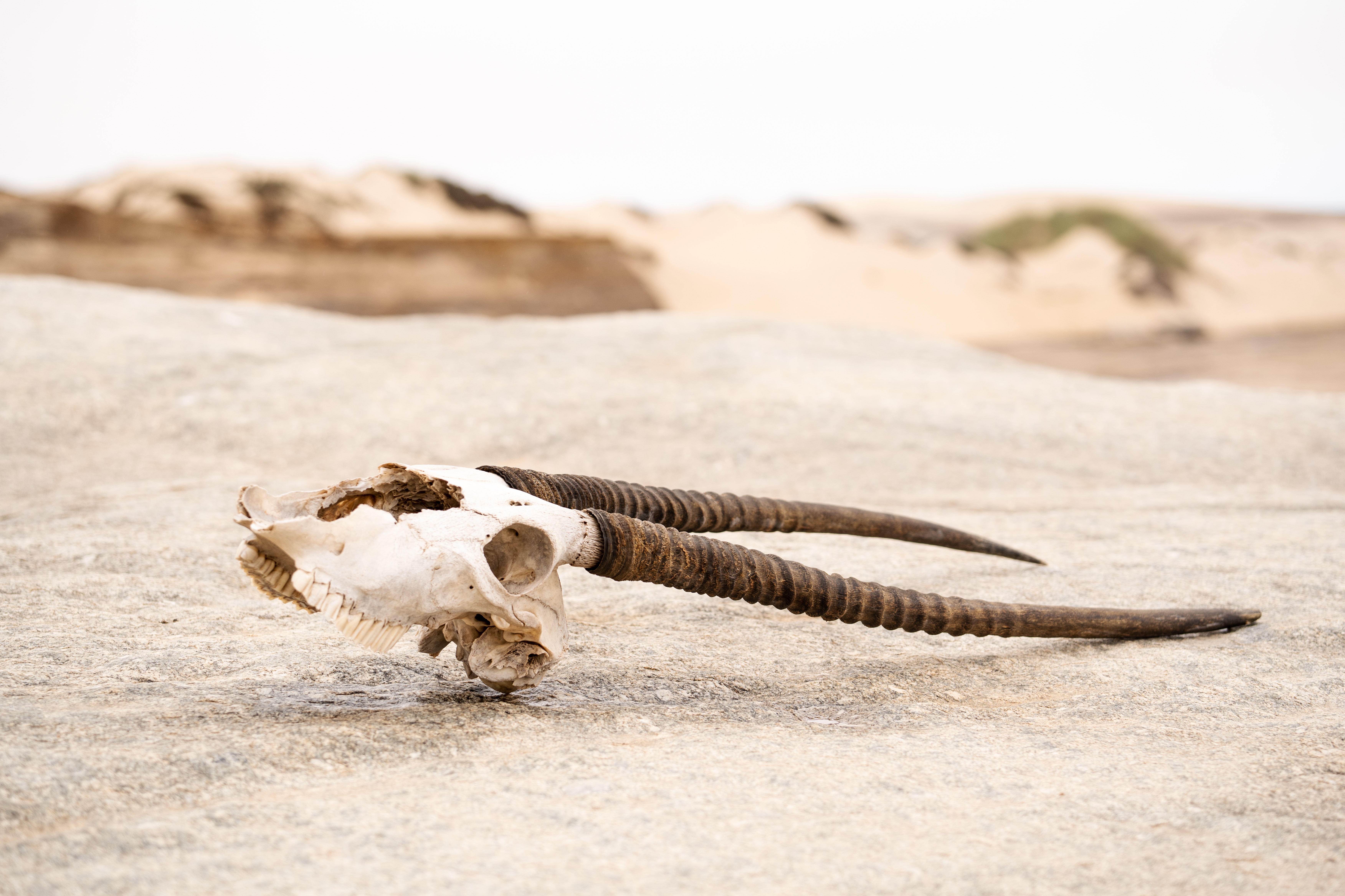 skull of a horned antelope on desert sand