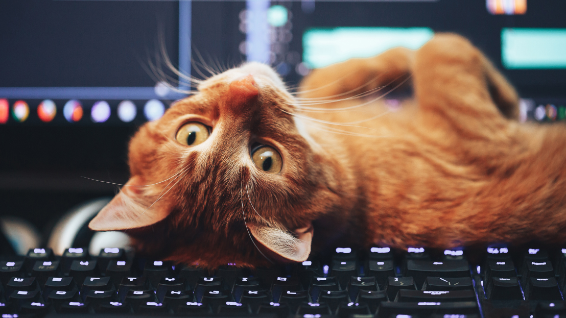 Ginger cat looks at you upside down, lying on a computer keyboard