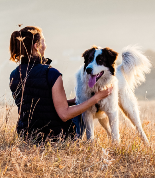 Woman holds collie dog in cut wheatfield