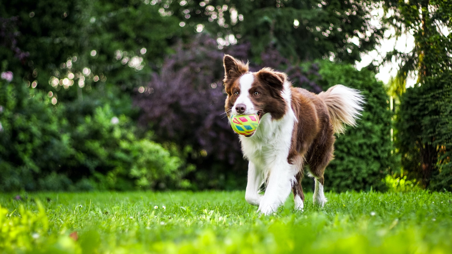 White and brown dog running across grass with coloured ball in its mouth