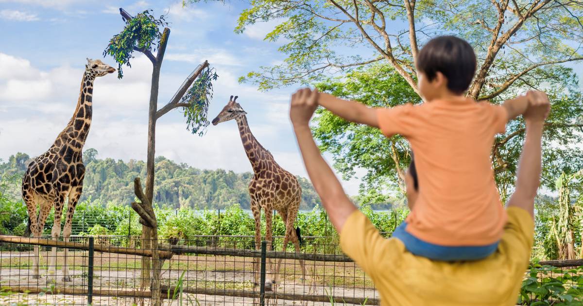 A man hoists his son on his shoulders to watch giraffes at Singapore Zoo